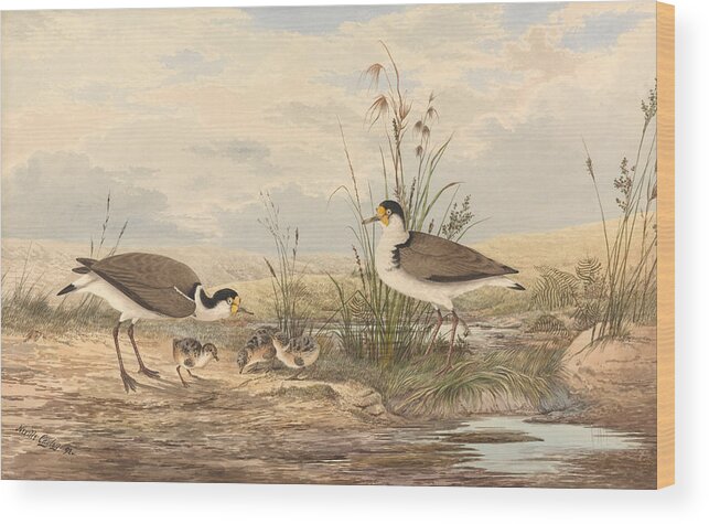 Neville Henry Cayley Wood Print featuring the painting Masked Lapwing Vanellus miles novaehollandiae by Neville Henry Cayley