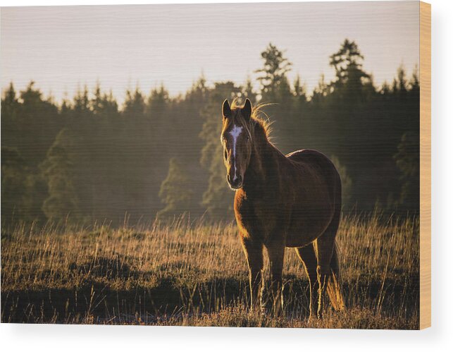 Photographs Wood Print featuring the photograph Mason - Horse Art by Lisa Saint
