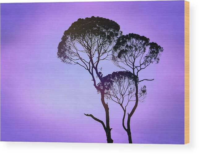 Mauve Morning Wood Print featuring the photograph Mauve Morning by Susan Maxwell Schmidt
