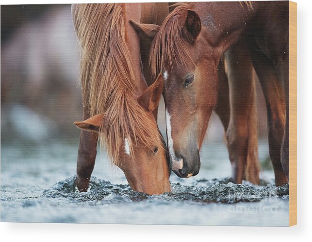 Cute Yearling Wood Print featuring the photograph May I Have Some? by Shannon Hastings