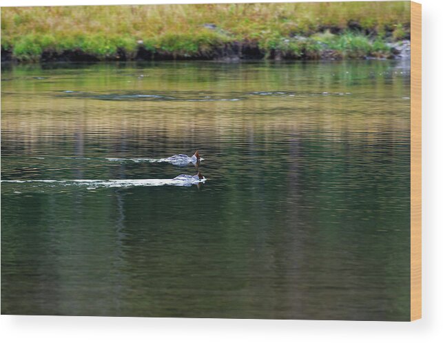Wy Wood Print featuring the photograph Mergansers, Grand Teton NP by Doug Wittrock