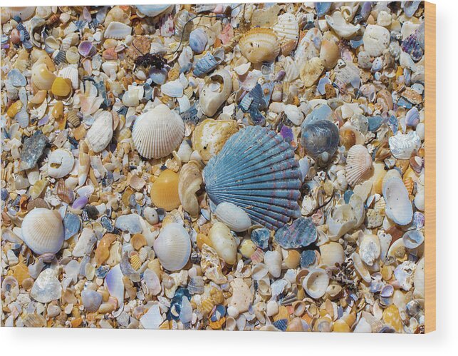 Shell Wood Print featuring the photograph Ocean Shell Treasures by Blair Damson