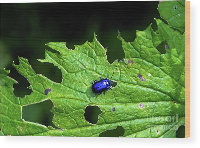 Agriculture Wood Print featuring the photograph Metallic Blue Leaf Beetle On Green Leaf With Holes by Andreas Berthold