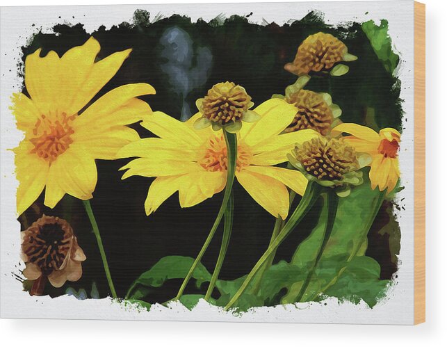 Flower Wood Print featuring the digital art Mexican Sunflower by Chauncy Holmes