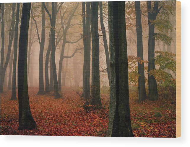 Balkan Mountains Wood Print featuring the photograph Misty Autumn Forest by Evgeni Dinev