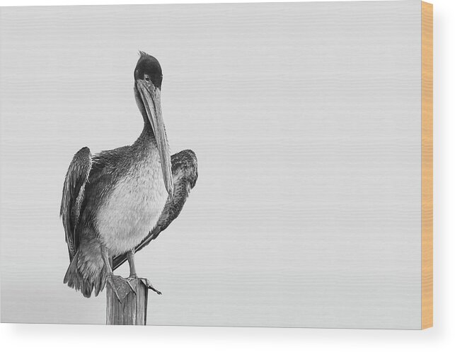 Brown Pelican Wood Print featuring the photograph Misty Morning Contemplations by Puttaswamy Ravishankar