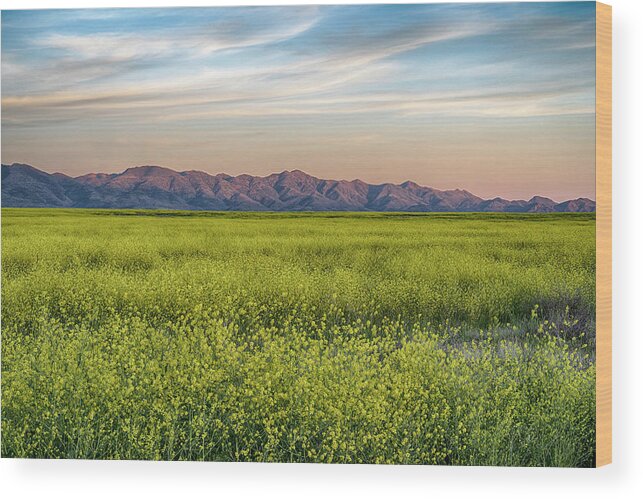 Sunset Colors Wood Print featuring the photograph Mustard Blooms at Sunset by Dave Dilli