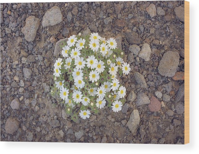 Flowers Wood Print featuring the photograph Mojave Desert Star by Alexander Kunz