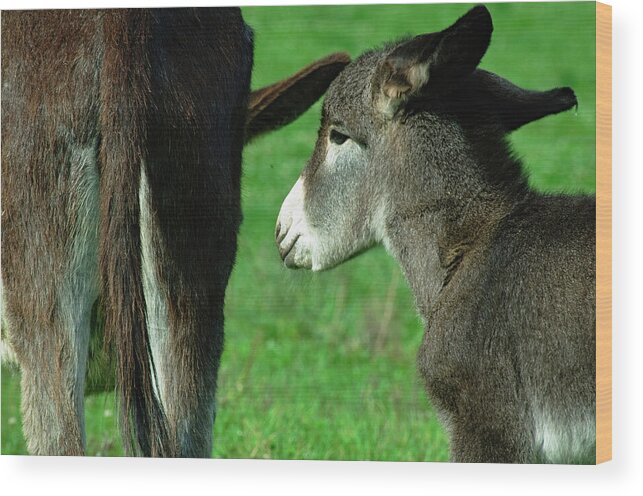 Donkey Wood Print featuring the photograph Mom and Son by Angelo DeVal