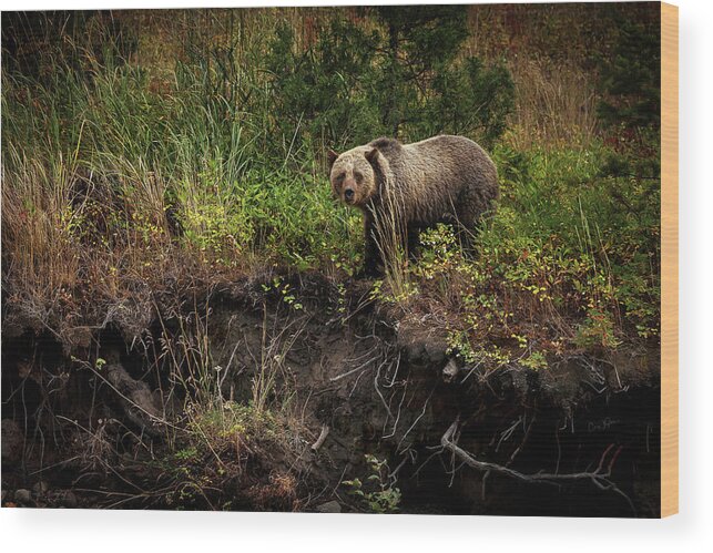 Landscape Wood Print featuring the photograph Moma Bear on North Fork by Craig J Satterlee
