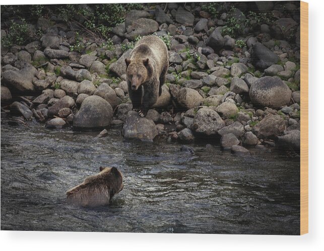 Grizzly Wood Print featuring the photograph Moma Bear Scolding Baby Bear by Craig J Satterlee