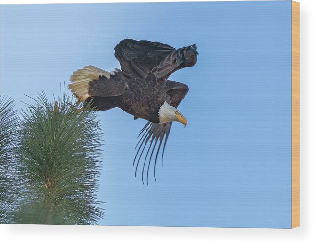 Eagle Wood Print featuring the photograph Moment of Take Off by Randy Robbins