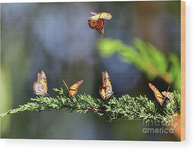 Monarch Wood Print featuring the photograph Monarch Butterfly by Amazing Action Photo Video