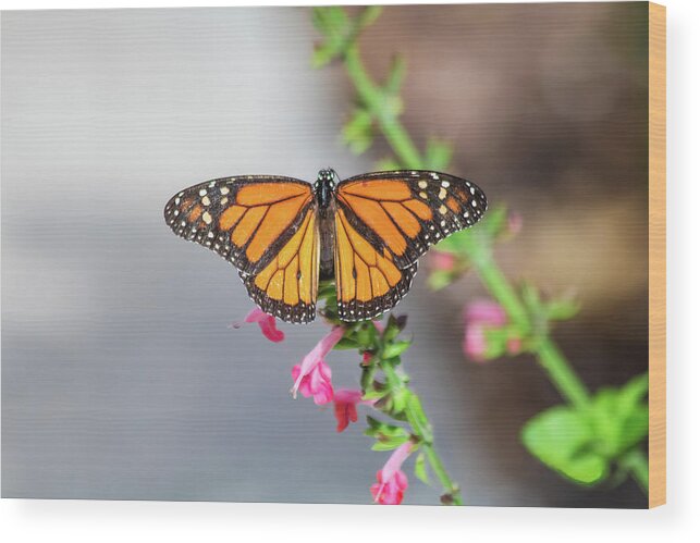 Nature Wood Print featuring the photograph Monarch Butterfly by Robert Wilder Jr