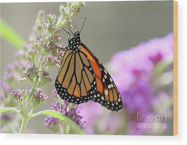 Monarch Wood Print featuring the photograph Monarch Butterfly by Vivian Krug Cotton