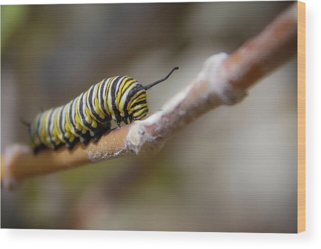 Monarch Wood Print featuring the photograph Monarch Caterpillar on the Move by Bonny Puckett