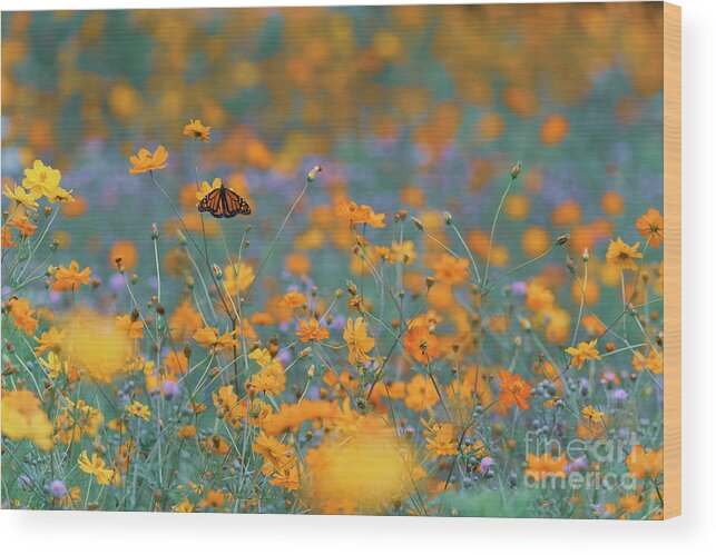 Coreopsis Wood Print featuring the photograph Monarch in pollinator meadow BU10666 by Mark Graf