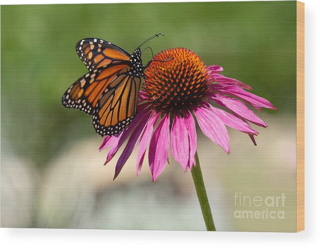 Monarch Wood Print featuring the photograph Monarch on Coneflower by Jan Day