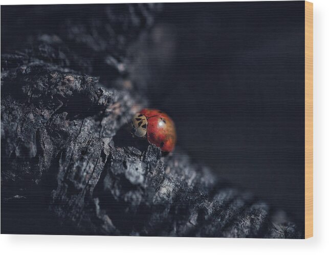 Mountain Wood Print featuring the photograph Moody Lady Bug by Go and Flow Photos