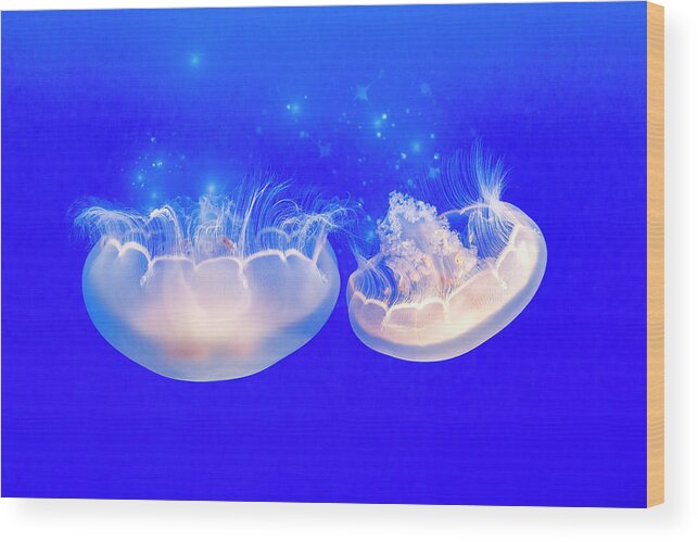 Jellyfish Wood Print featuring the photograph Moon Jelly Series #4 by Patti Deters