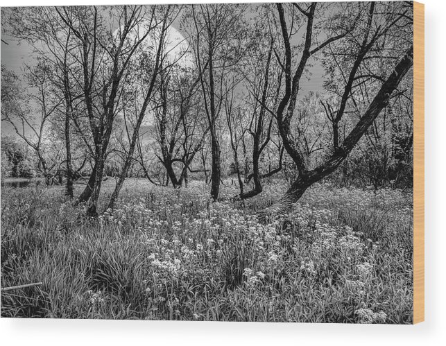 Carolina Wood Print featuring the photograph Moonlit Meadow Black and White by Debra and Dave Vanderlaan