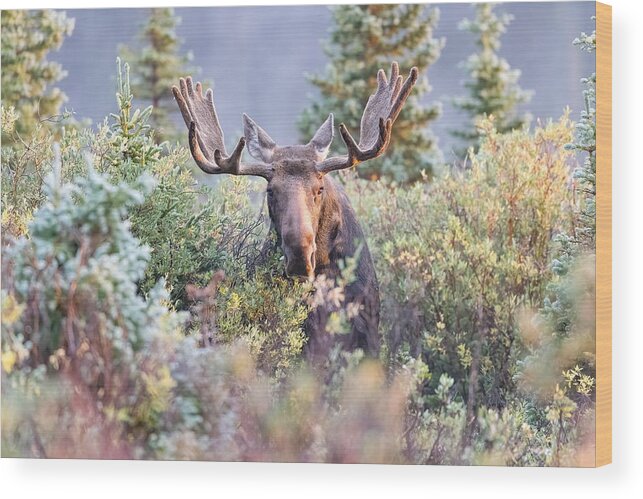 Moose Wood Print featuring the photograph Moose Bull Grazing in the Early Morning Light v2 by Tony Hake