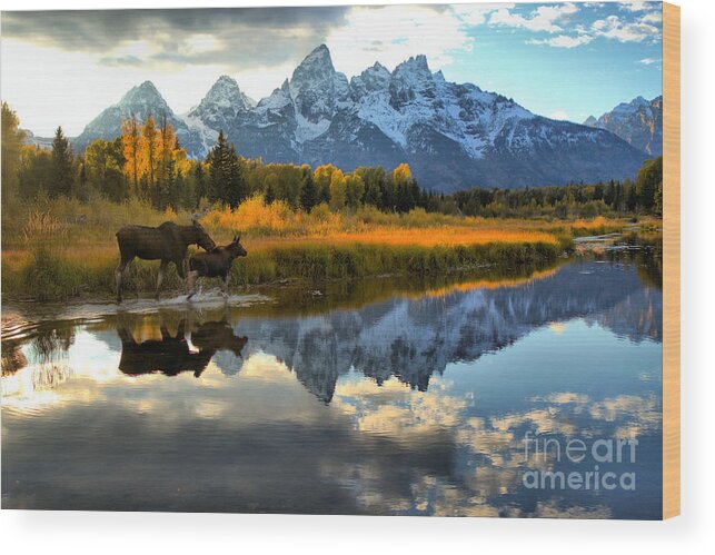Grand Wood Print featuring the photograph Moose Cow And Calf Evening Teton Stroll by Adam Jewell