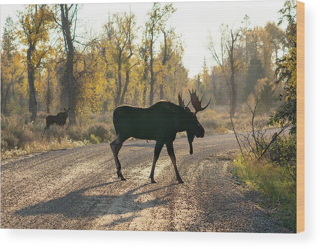 Moose Wood Print featuring the photograph Moose in the Road by Wesley Aston