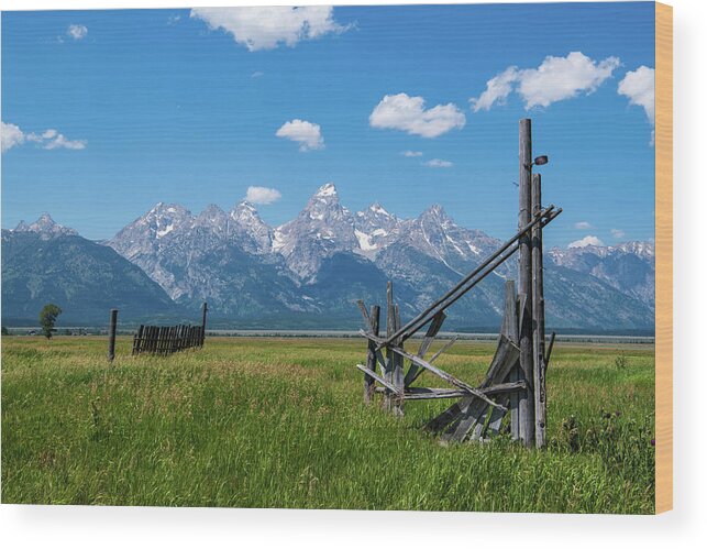 Nature Wood Print featuring the photograph Mormon Row Meadows by Rose Guinther