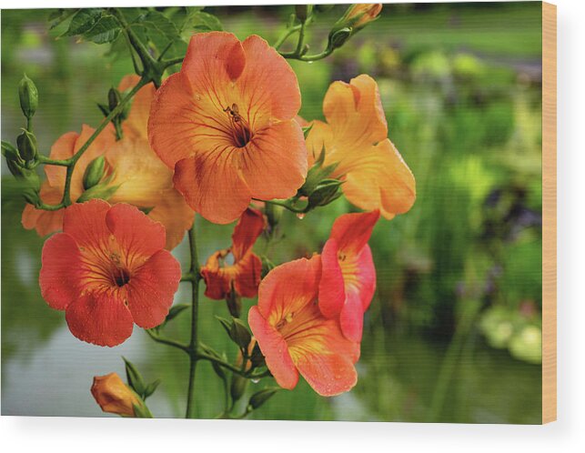 Campsis Grandiflora 'morning Calm' Wood Print featuring the photograph Morning Calm by Kevin Suttlehan