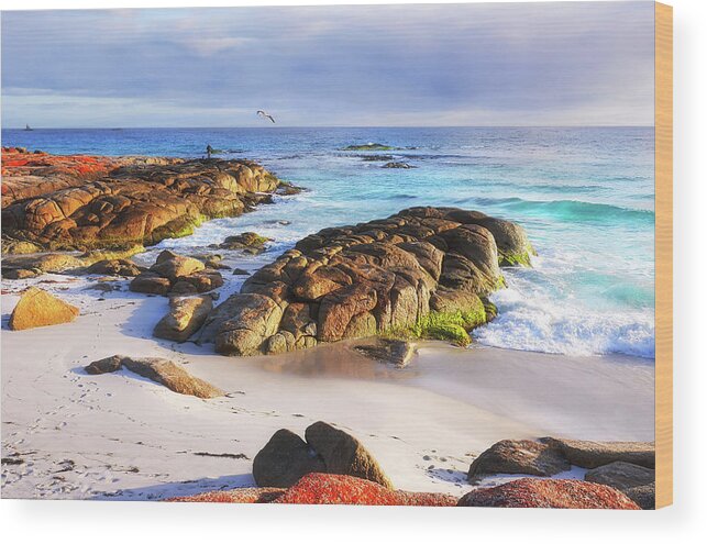 Tantalising Wood Print featuring the photograph Morning Fishing - Bay of Fires by Lexa Harpell