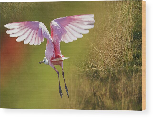 Spoonbill Wood Print featuring the photograph Morning Flight by Norman Peay