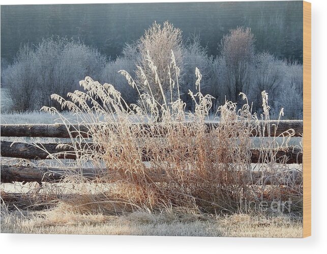 Log Fence Wood Print featuring the photograph Morning in the frost by Nicola Finch