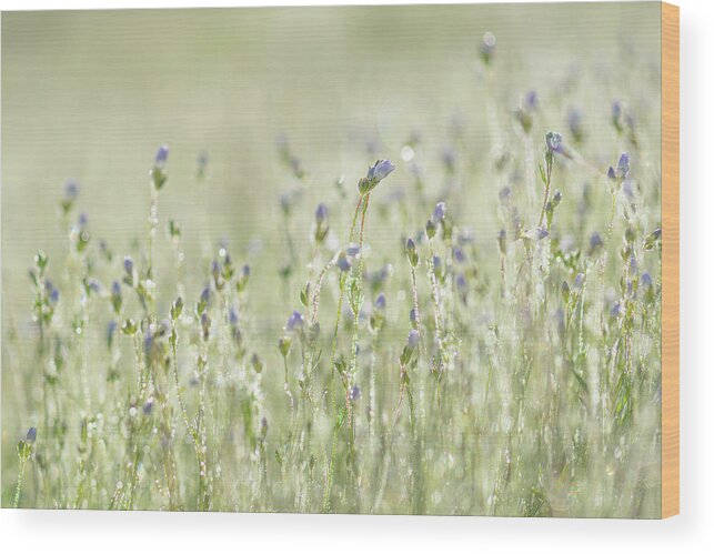 Flowers Wood Print featuring the photograph Morning Meadow Dancers by Alexander Kunz