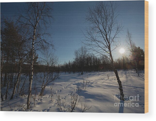 Lapland Wood Print featuring the photograph Morning Sun in Lapland by Eva Lechner