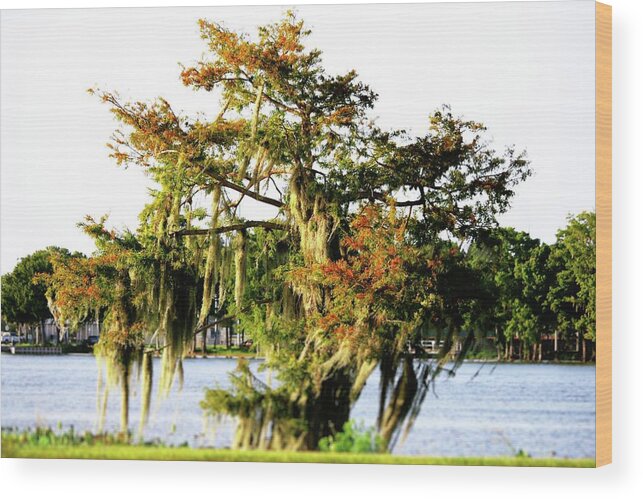 #moss Wood Print featuring the photograph Moss Covered Tree on a Riverbank by Philip And Robbie Bracco
