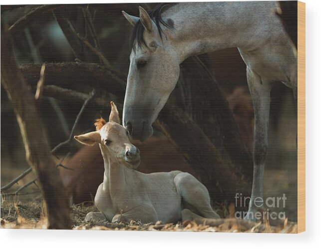 Cute Foal Wood Print featuring the photograph Mother's Love by Shannon Hastings