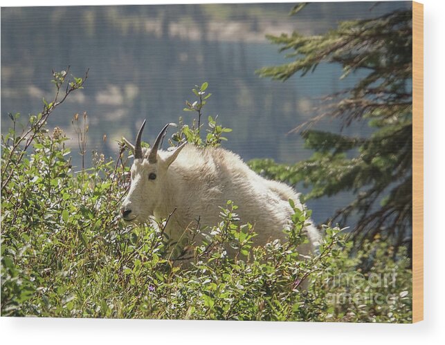 Glacier National Park Wood Print featuring the photograph Mountain Goat in the Shrubs by Nancy Gleason
