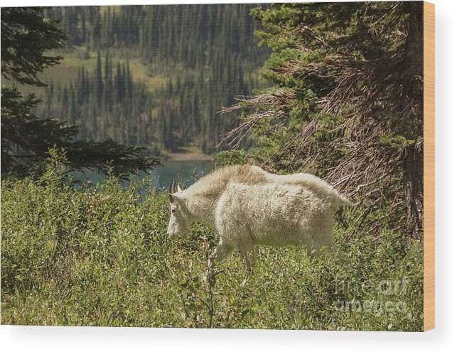 Glacier National Park Wood Print featuring the photograph Mountain Goat on a Walk by Nancy Gleason