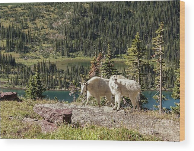 Animal Wood Print featuring the photograph Mountain Goat Pair in Glacier National Park by Nancy Gleason