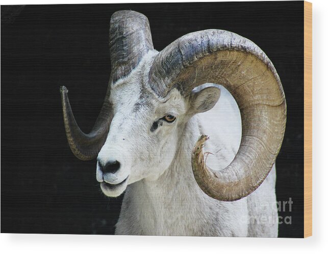 Banff Wood Print featuring the photograph Mountain Goat by Wilko van de Kamp Fine Photo Art