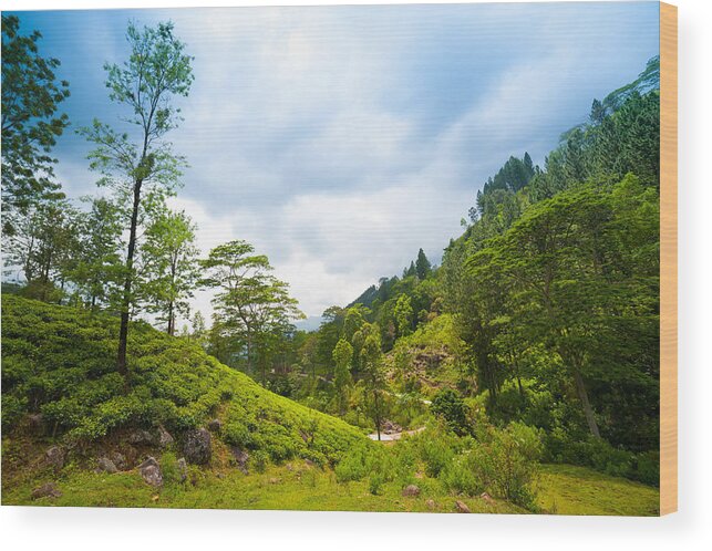 Tropical Tree Wood Print featuring the photograph Mountain landscape with tea plantations by Toxawww