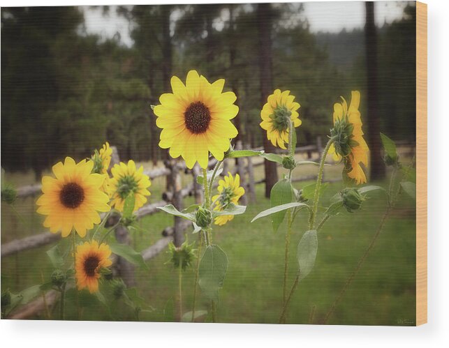 Southwest Wood Print featuring the photograph Mountain Sunflowers by Rick Furmanek