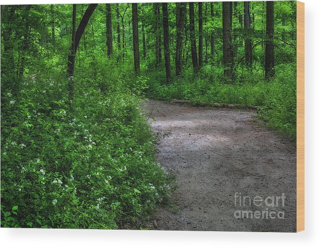 Trail Wood Print featuring the photograph Mountain trail at Tom's Creek by Shelia Hunt