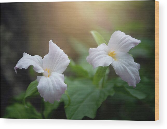 Trillium Wood Print featuring the photograph Mountain Trillium by Tommy White