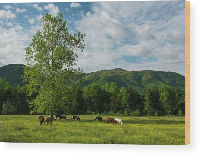 Great Smoky Mountains National Park Wood Print featuring the photograph Mountain Valley by Melissa Southern