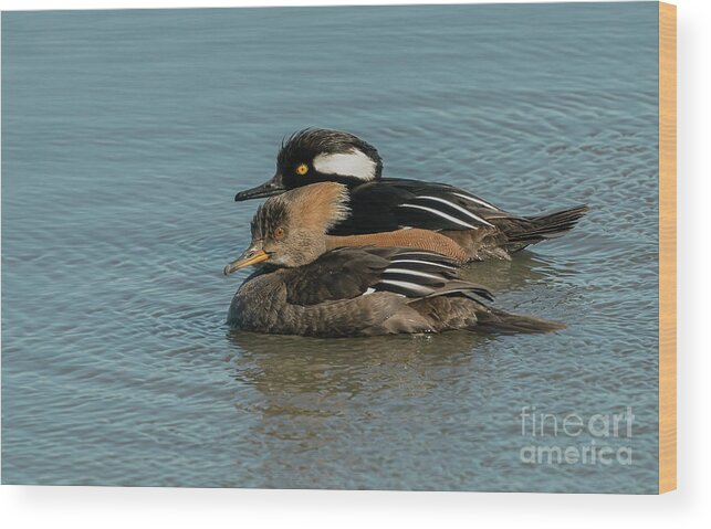 Hooded Merganser Wood Print featuring the photograph Mr. and Mrs. Hooded Merganser by Sam Rino