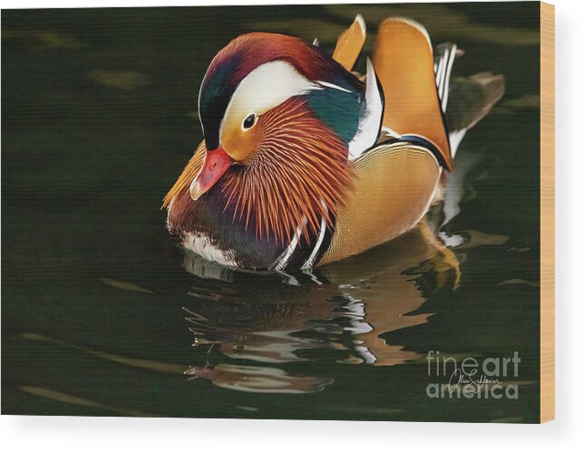 Mandarin Duck Ducks Colorful Bird Birds Aves Wildlife Animal Feathers Wings Nature Natural Outdoor Life Creature Outdoors Outside Photographing Fine Art Print Wall Decor Home Design Interior Decorating Alice Schlesier Wood Print featuring the photograph Mr. Flamboyant Mandarin Duck by Alice Schlesier