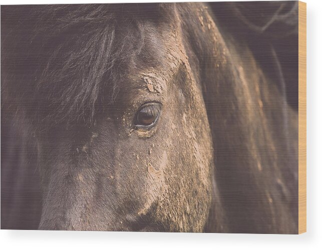 Photographs Wood Print featuring the photograph Mud Princess - Horse Art by Lisa Saint