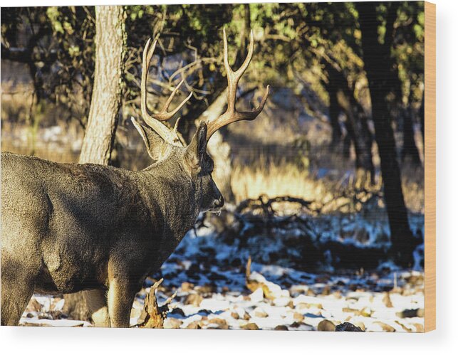 Mule Deer Wood Print featuring the photograph Mule Deer Buck 001152 by Renny Spencer